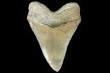 Serrated, Megalodon Tooth - Aurora, North Carolina #134275-2